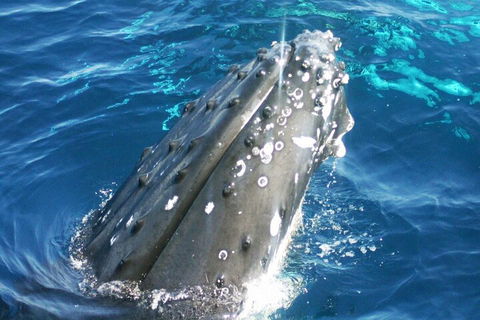 Whale Watching Jervis Bay - Lightning Ridge Tourism 3