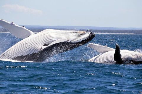 Whale Watching Jervis Bay - Lightning Ridge Tourism 5