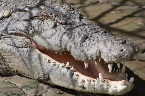 Whitsunday Crocodile Safari Including Lunch - Lightning Ridge Tourism 1