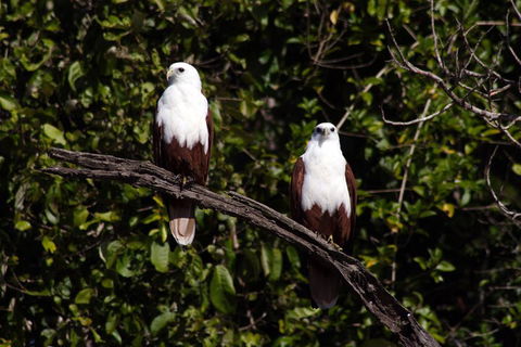 Whitsunday Crocodile Safari Including Lunch - Lightning Ridge Tourism 2
