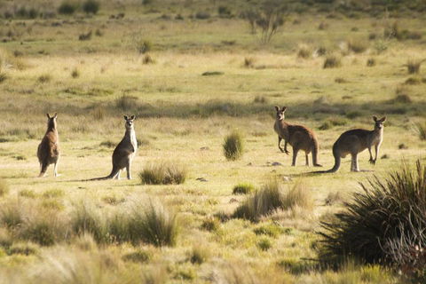 From The Mountains To The Bay - 4 Day Rediscovery Small Group Tour - Lightning Ridge Tourism 4
