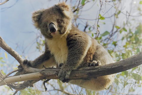 Kangaroo Island Scenic Trail Tour - Lightning Ridge Tourism 2