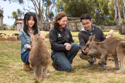Bonorong Wildlife Park And Richmond Afternoon Tour From Hobart - Lightning Ridge Tourism 1