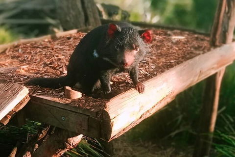 Bonorong Wildlife Park And Richmond Afternoon Tour From Hobart - Lightning Ridge Tourism 4