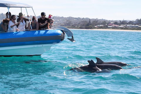 Seal Island Boat Tour From Victor Harbor - Lightning Ridge Tourism 5