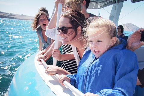Southern Ocean Adventure From Victor Harbor - Lightning Ridge Tourism 4