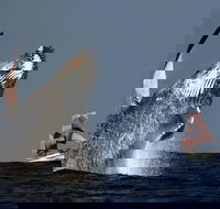 Sydney Harbour Tall Ship Whale  Sail - Whale Watching Cruise - Lightning Ridge Tourism