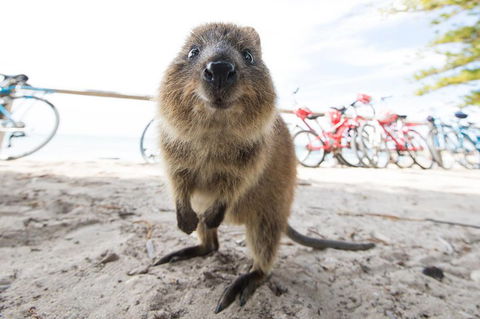 Rottnest Island Round-Trip Ferry From Perth Or Fremantle - Lightning Ridge Tourism 3