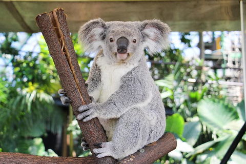 Cairns ZOOM And Wildlife Dome - Lightning Ridge Tourism 0