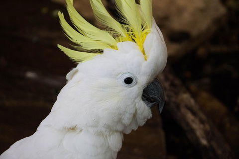 Cairns ZOOM And Wildlife Dome - Lightning Ridge Tourism 2