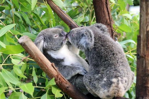 Classic Kuranda By Skyrail And Scenic Railway Including Rainforestation, Koala And Wildlife Park And Pamagirri Aboriginal Experi - Lightning Ridge Tourism 3