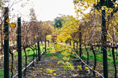 Australian Wine Discovery Tour Ticket - Lightning Ridge Tourism 4