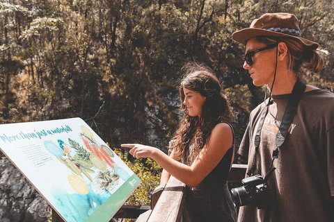 Springbrook AndTamborine Rainforest Tour Incl Natural Bridge And Glow Worm Cave - Lightning Ridge Tourism 0