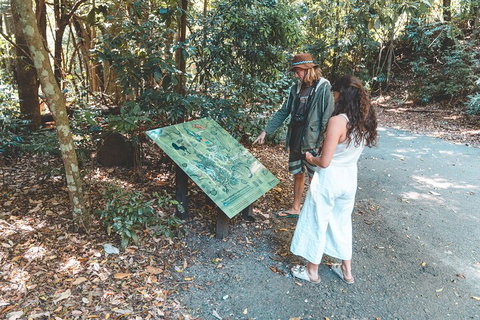 Springbrook AndTamborine Rainforest Tour Incl Natural Bridge And Glow Worm Cave - Lightning Ridge Tourism 5