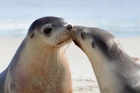 2 Day Ultimate Kangaroo Island With Return Ferry - Lightning Ridge Tourism 2