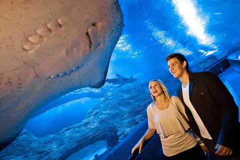 Dive With Sharks At AQWA - Lightning Ridge Tourism 0