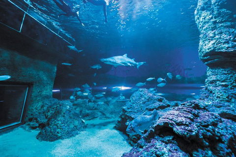 Dive With Sharks At AQWA - Lightning Ridge Tourism 3