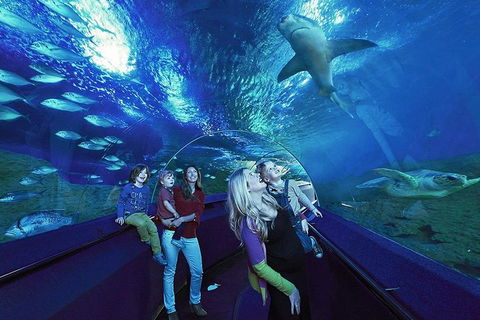 Dive With Sharks At AQWA - Lightning Ridge Tourism 5