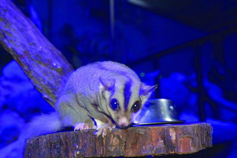 Kuranda Koala Gardens And Birdworld Admission Tickets - Lightning Ridge Tourism 1
