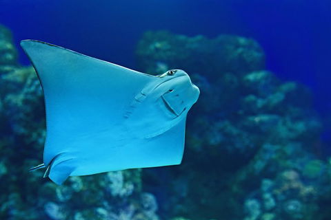 Cairns Aquarium Admission Ticket - Lightning Ridge Tourism 2