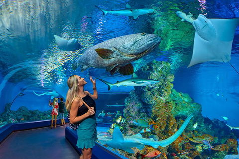 Cairns Aquarium Admission Ticket - Lightning Ridge Tourism 3