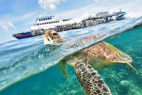 Outer Reef Pontoon Experience From Cairns - Lightning Ridge Tourism 5