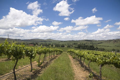 Hunter Valley Wine Tour From Sydney Incl Lunch, Cheese, Chocolate And Distillery - Lightning Ridge Tourism 0