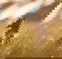 Sunset Blue Mountains Wilderness  Wildlife Tour without the crowds - Lightning Ridge Tourism