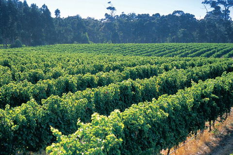 Swan Valley Private Tour - Lightning Ridge Tourism 1