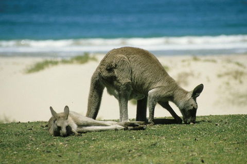 Great Ocean Road Highlights Tour - 2 Days, 1 Night - Lightning Ridge Tourism 2