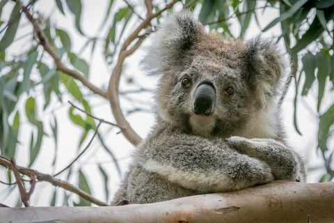 Great Ocean Road & Grampians National Park Tour - 3 Days, 2 Nights - Lightning Ridge Tourism 2