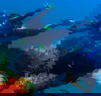 Scuba Dive the S.S. Yongala Wreck on the Great Barrier Reef. - Lightning Ridge Tourism