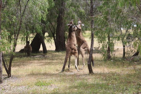 Margaret River Coastal And Wildlife Eco Trip From Busselton Or Dunsborough - Lightning Ridge Tourism 1
