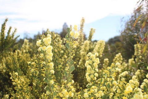 Margaret River Coastal And Wildlife Eco Trip From Busselton Or Dunsborough - Lightning Ridge Tourism 4